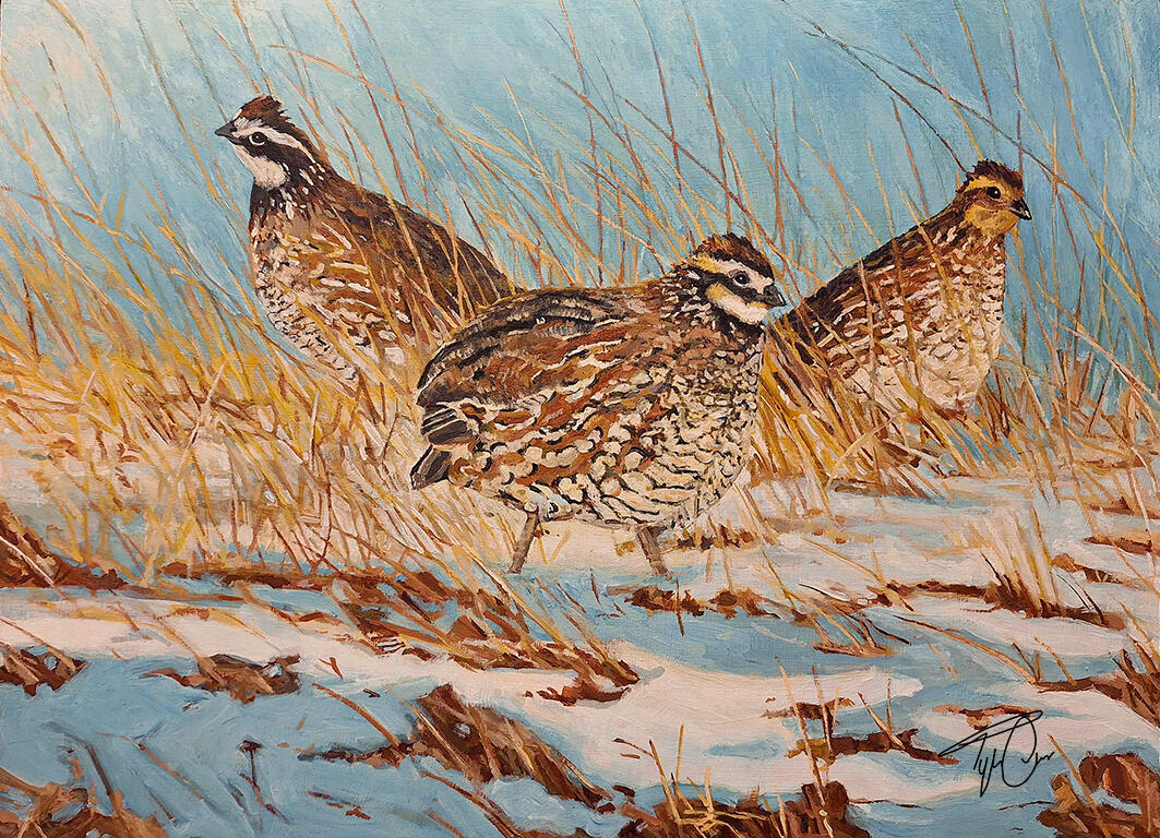 Bobwhite Quail in the snow